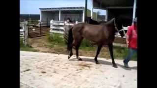 Before and after video of laminitic horse treated with Laminil [upl. by Ajnotal302]