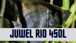 Juwel Rio 450l Mein neues Aquarium Besatz Technik [upl. by Ehtyaf]