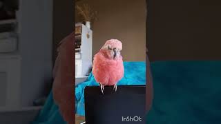 Rosey bourke parakeet singing adorably [upl. by Pool]