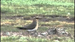 Glareola pratincola  Collared Pratincole  Кафявокрил огърличник [upl. by Hassin]