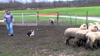 Royston Corgi  Herding Sheep [upl. by Rehsu]