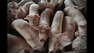 Smithfield Foods to close dozens of Missouri hog farms [upl. by Ahsieka]