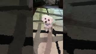 Watch as I have a conversation with this SWEET puppy💕🐶 puppy family funny pets [upl. by Lothario]