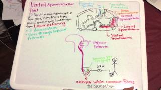 Ventral Spinocerebellar Pathway Tutorial [upl. by Eydie]