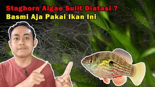 Staghorn Algae Sulit Diatasi Basmi Aja Pakai Ikan Ini [upl. by Yssis]