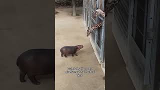 Sympathies of animals world ❤️❤️❤️ animals cute shorts youtube [upl. by Eremihc96]