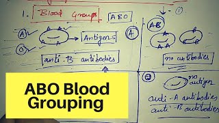 ABO blood grouping system  Blood grouping class 11  Body fluids and circulation class 11 NCERT [upl. by Dud200]