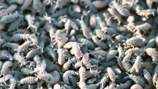 Swarm of Water Springtails 水面に浮いて跳ねるエビガラトビムシ？集団 [upl. by Krongold988]