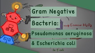 Gram Negative Bacteria Pseudomonas aeruginosa and Escherichia coli [upl. by Delamare]