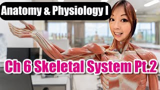 Ch 6 Skeletal System Part 2 [upl. by Alroy766]