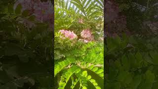 beautiful pink flower trees  pink tree  pink flower in tree  Brilliant House Plant [upl. by Fulmer644]