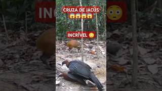 Cruza de JACÚS A ave que faz cruzamento com galinhas senas Incríveis foryou viralvideo animals [upl. by Uriiah590]