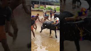 Kambala Start  today kambula race village sports [upl. by Licha]