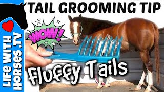 HORSE TAIL GROOMING TIP Shows How to Properly Comb a Horse Tail  Horse Tail Care [upl. by Sylado]