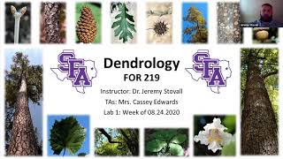 SFA Dendrology Lab  Week 1 Introduction FORS 2319 [upl. by Ateerys]