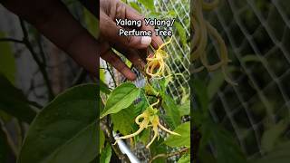 Cananga odorata known as ylangylang or Perfume Tree garden flowers [upl. by Ordnagela]