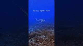 The Shark of Your Dreams sharks underwater videography shorts [upl. by Nivak168]