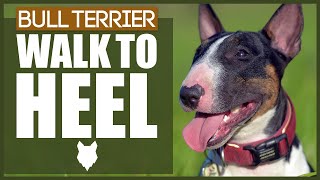 How To Get Your BULL TERRIER To WALK TO HEEL [upl. by Dloniger]