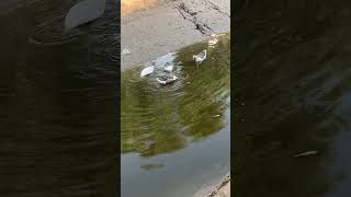 Ducks enjoy their life duck ytviral [upl. by Wrdna158]