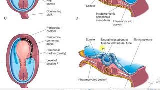 Intraembryonic mesoderm 2 [upl. by Nylirej]