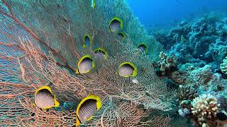 Butterflyfish in the Red Sea Ras Mohammed national park [upl. by Elyod700]