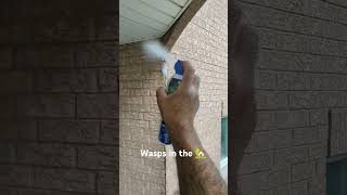 Wasps nest Tuckpointing [upl. by Barcroft412]