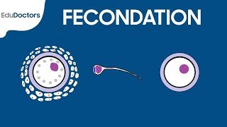 Fécondation  Embryologie générale [upl. by Boudreaux925]