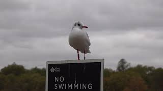 Czech gull in an irritable mood [upl. by Amersham327]