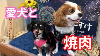 愛犬と焼肉食べようぜ！【キャバリアのアルトampチワックスのリリィ】Eng Cavalier amp Chihuachshund Vlog [upl. by Farlay]