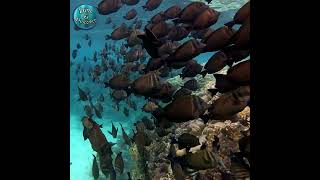 GoPro HERO 12 Underwater Doctorfish [upl. by Esdnil]