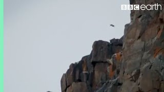 Baby Chick Jumps Off Cliff  Life Story  BBC Earth [upl. by Eninotna326]