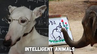 7 Most Intelligent Animals in the World [upl. by Kolnos324]