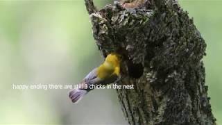 Prothonotary warbler feeding cowbird chick [upl. by Amalbena108]