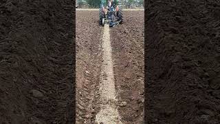 Massey Ferguson 35 Tractor at the Forest of Arden Ploughing Match Sunday 15th September 2024 [upl. by Vinson]