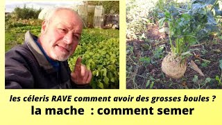 Les céleris rave et la mâche au jardin [upl. by Viv589]