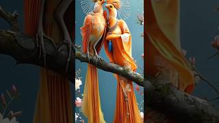 Bird love story peacock Birds viral shorts [upl. by Ednyl]