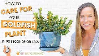 How To Care For Goldfish Plants [upl. by Rennerb]