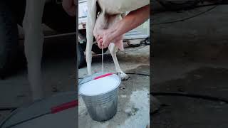 Goat Milk Collecting goat goatmilk goatmilk [upl. by Llenrahs]