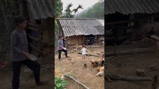 Three generations raise freerange chickens [upl. by Allebasi]