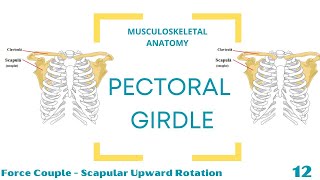 Force Couple  Upward Rotation [upl. by Fergus]