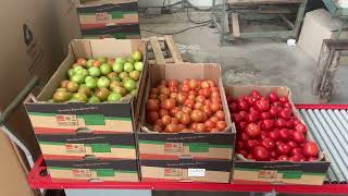 Les Agris à la Foire 2024 Production de tomates [upl. by Eikkin]