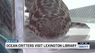 Newport Aquarium shows off sharks at Lexington public libraries [upl. by Nnaarat]