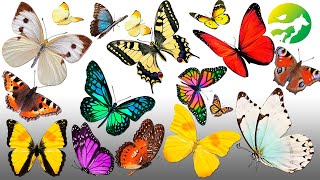 Learn The Butterfly Classification  Characteristics of Animals [upl. by Wahlstrom]