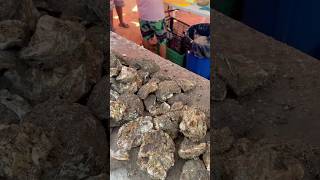 Ostiones de piedra en Mazatlán [upl. by Ititrefen]