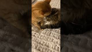 This is lovely catvideo cat [upl. by Eixam]