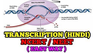 TRANSCRIPTION IN HINDI EASY WAY NCERTNEET [upl. by Ardnasela561]