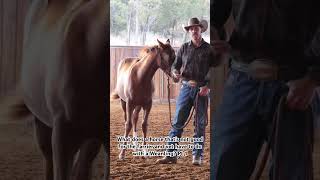 wwweicherranchcom horse weanling veterinary farrier younghorsetraining [upl. by Waldo]