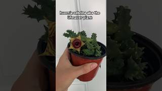 huernia zebrina lifesaver plant plants plant plantshorts nature houseplants indoorplants [upl. by Draw]