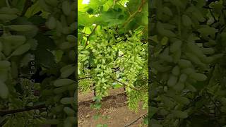 Grow Grapes Plants at Home 🍇 Using Aloevera plants garden farming shorts [upl. by Ecirtnahc]