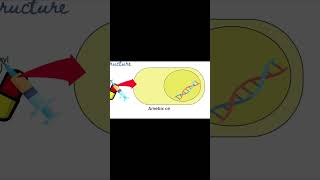 Metronidazole  Flagyl  Mechanism of Action  Pharmacology [upl. by Eanram]